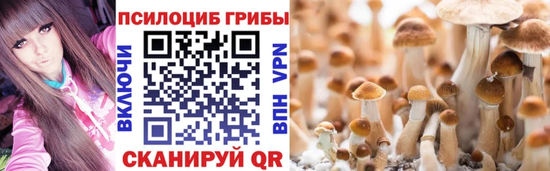 Псилоцибиновые грибы Cubensis  что такое   Новокубанск 